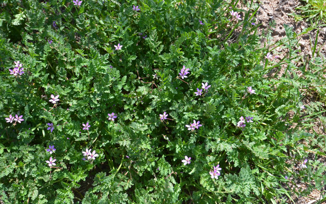 Erodium cicutarium, Redstem Stork's Bill